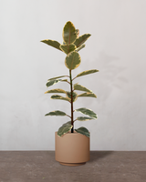 type=Simple krukke/color=Pale Terracotta