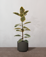 type=Simple krukke/color=Warm Black