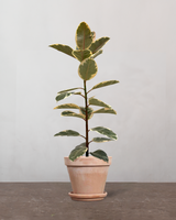 type=Terracotta krukke/color=Terracotta