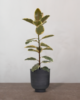 type=Vig krukke/color=Sort