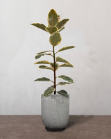 type=Glaseret krukke/color=Grå