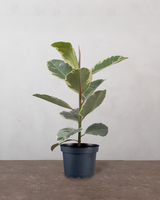 type=Ingen krukke/color=Ingen farve