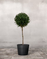 type=Greenify Udendørskrukke/color=Sort