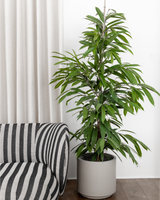 Busket Ficus Amstel King - 180-200 cm
