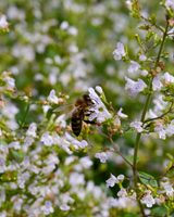 Bjergmynte, Calamintha Nepeta 'Blue Cloud' - 12 cm potte