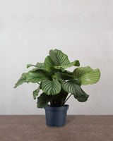 type=Ingen krukke/color=Ingen farve