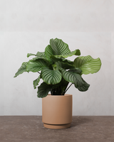 type=Simple krukke/color=Pale Terracotta