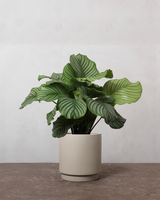 type=Simple krukke/color=Light Sand