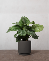 type=Simple krukke/color=Warm Black