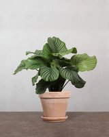 type=Terracotta krukke/color=Terracotta