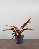 type=Ingen krukke/color=Ingen farve