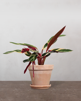 type=Terracotta krukke/color=Terracotta