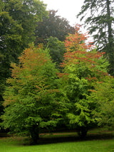 Hjertetræ, Cercidiphyllum japonicum - 300-350 cm.