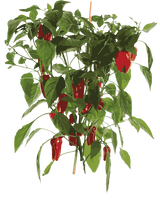 Chili 'Apache'