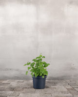 type=ingen krukke/color=ingen farve