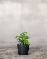 type=Greenify Udendørskrukke/color=Sort