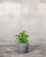 type=Greenify Udendørskrukke/color=Grå