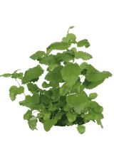 Citronmelisse - 15-25 cm