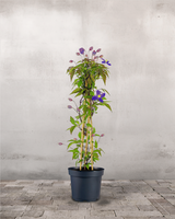 type=Ingen krukke/color=Ingen farve