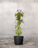 type=Greenify Udendørskrukke/color=Sort