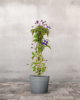 type=Greenify Udendørskrukke/color=Grå