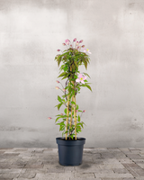 type=Ingen krukke/color=Ingen farve