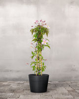 type=Greenify Udendørskrukke/color=Sort