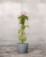 type=Greenify Udendørskrukke/color=Grå