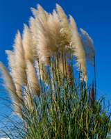 Pampasgræs, Cortaderia selloana 'Pumila' - 100-120 cm