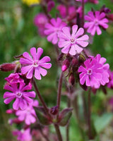 Dagpragtstjerne, Silene dioica