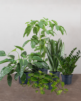 Den Nemme Plantepakke