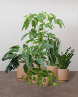 Den Nemme Plantepakke