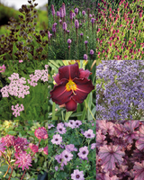 Det Bordeaux/Lilla Staudebed