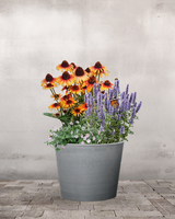 type=Ingen krukke/color=Ingen farve