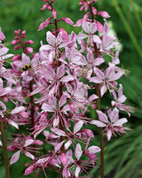 Gasplante, Dictamnus Albus Var. Caucasicus - 12 cm potte