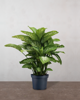 type=Ingen krukke/color=Ingen farve