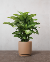 type=Simple krukke/color=Pale Terracotta