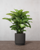 type=Simple krukke/color=Warm Black