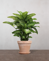 type=Terracotta krukke/color=Terracotta