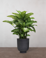 type=Vig krukke/color=Sort