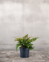 type=Ingen krukke/color=Ingen farve