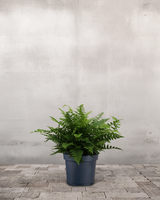 type=Ingen krukke/color=Ingen farve