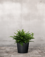 type=Greenify Udendørskrukke/color=Sort