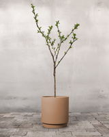 type=Simple krukke/color=Pale Terracotta