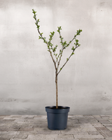 type=Ingen krukke/color=Ingen farve