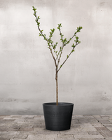 type=Greenify Udendørskrukke/color=Sort