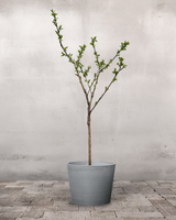 type=Greenify Udendørskrukke/color=Grå