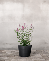 type=Greenify Udendørskrukke/color=Sort