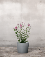 type=Greenify Udendørskrukke/color=Grå