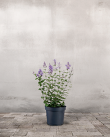 type=Ingen krukke/color=Ingen farve